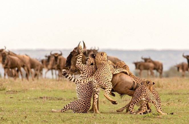 Die fünf Geparde - Gemeinsam durch die Serengeti - Z filmu