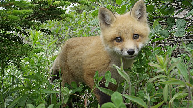 Nature: Fox Tales - Photos