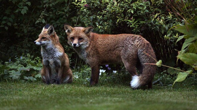 Nature: Fox Tales - Photos