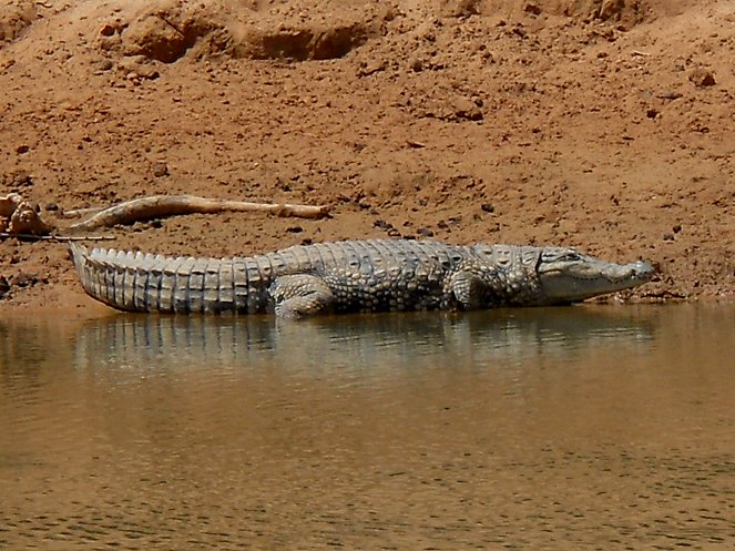 Putování za pouštními krokodýly - Van film