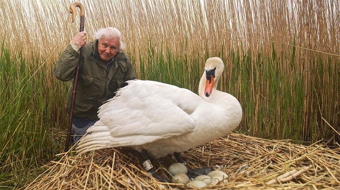 A természeti világ - Attenborough, és a tojás csodája - Promóció fotók - David Attenborough