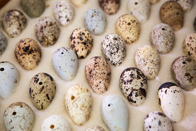 Natural World - Attenborough's Wonder of Eggs - Filmfotos