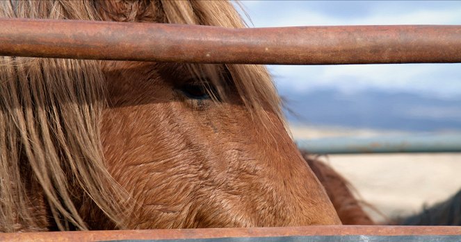 Magic of the Wild Horses - Photos