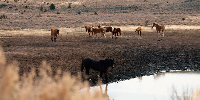 Magic of the Wild Horses - Photos