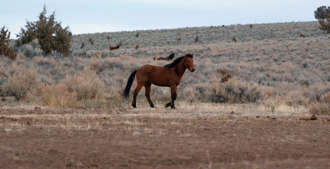 Magic of the Wild Horses - Photos