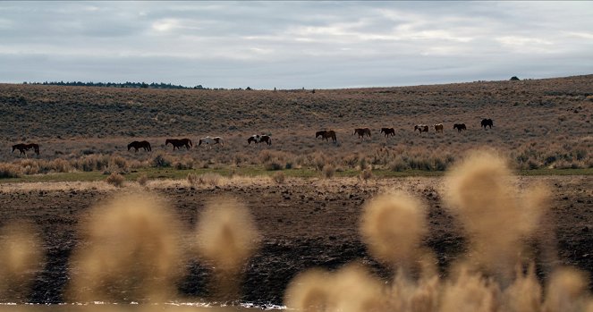 Magie der Wildpferde - Film