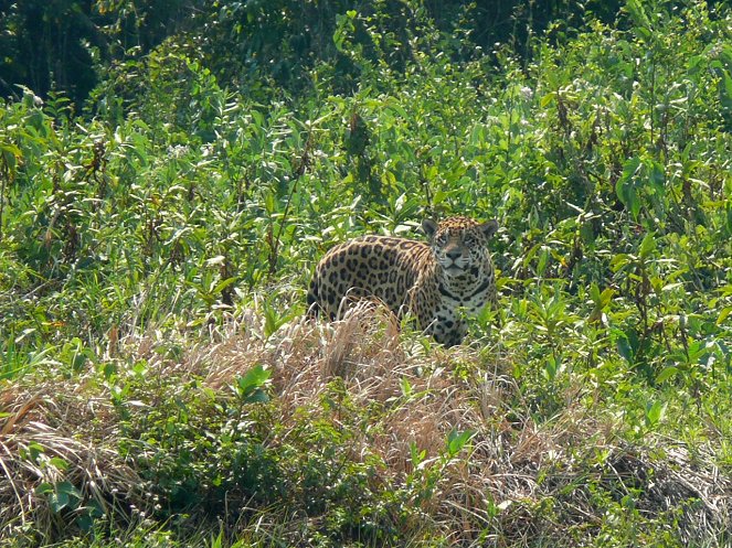 Leben mit dem Jaguar - Photos