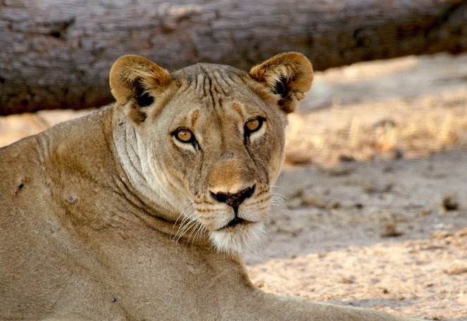 Löwen gegen Krokodile - Jagdszenen am Luangwafluss - Film