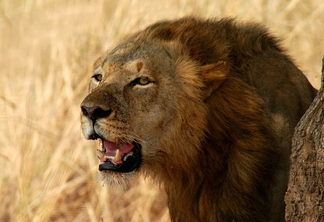 Löwen gegen Krokodile - Jagdszenen am Luangwafluss - Filmfotók