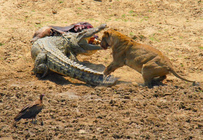 Löwen gegen Krokodile - Jagdszenen am Luangwafluss - Filmfotos