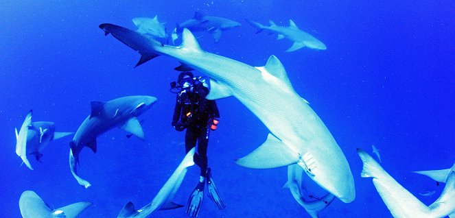 Sharkwater - Die Ausrottung - Filmfotos