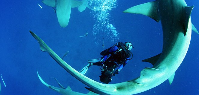 Sharkwater - Die Ausrottung - Filmfotos