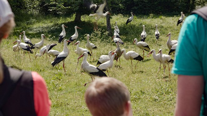 Paradis naturels retrouvés - Lac de Constance, le retour des oiseaux - Z filmu