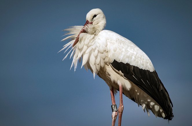 Naturparadiese mit Zukunft - Bodensee – Rettung für die Vogelwelt - Filmfotos