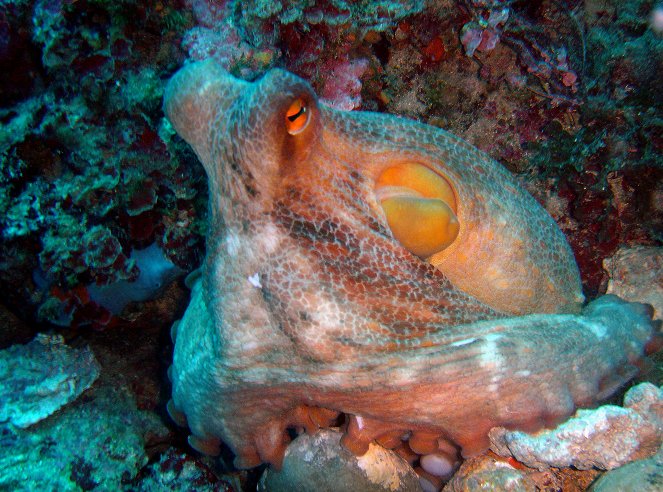 Die Kraken vom Stromboli - Photos