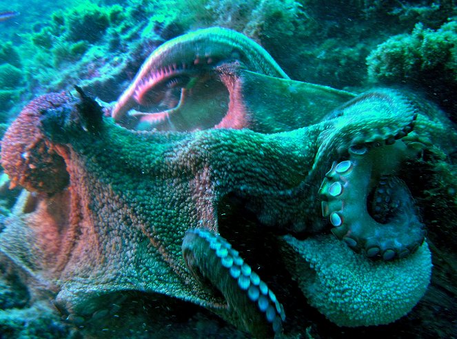Die Kraken vom Stromboli - Filmfotók
