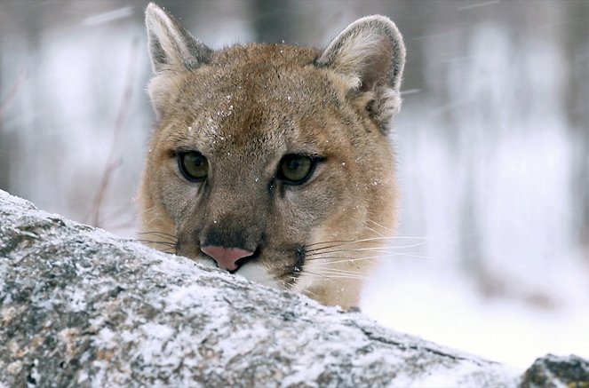 Der unsichtbare Puma - Ein Besucher in Frankreichs Wäldern? - Filmfotos