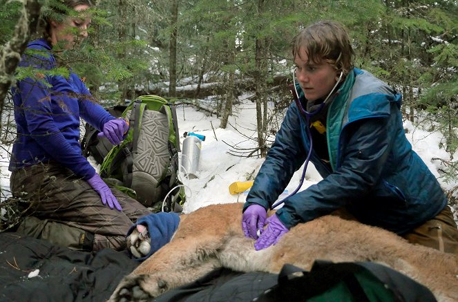 Cougar: On the Trail of the Ghost Cat - Photos