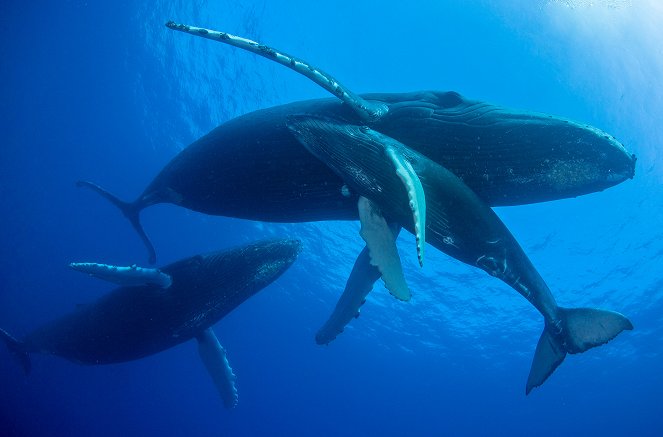 Múdrosť veľrýb - Z filmu