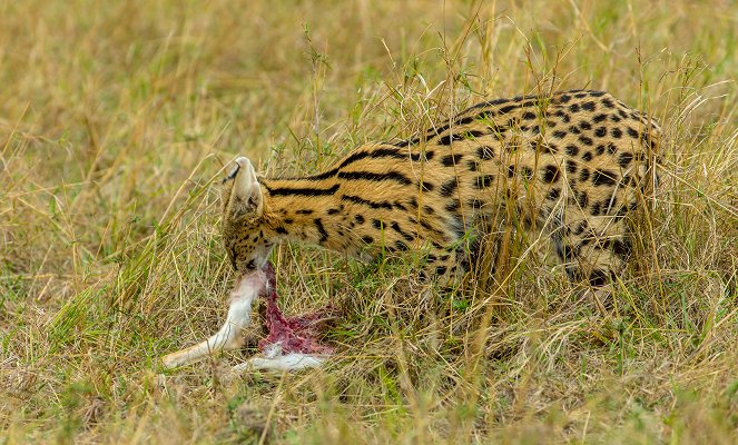 Servale - Afrikas unbekannte Katzen - Z filmu