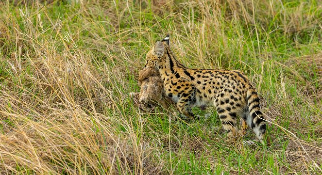 Servale - Afrikas unbekannte Katzen - Photos