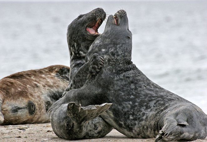 Seehund ahoi! - Photos