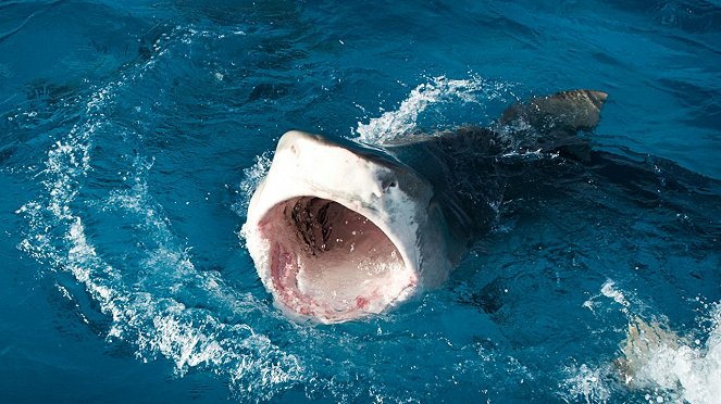 Shark Kill Zone: The Hunt - Photos