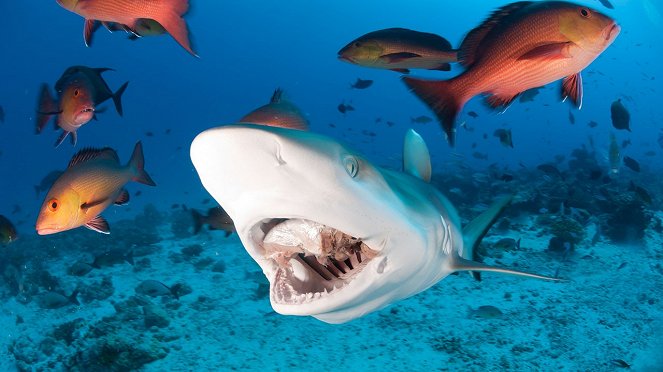 Jagdstrategien der Haie - Filmfotos
