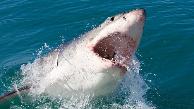 Shark Kill Zone: The Hunt - Film