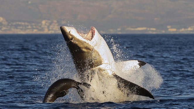 Jagdstrategien der Haie - Filmfotos