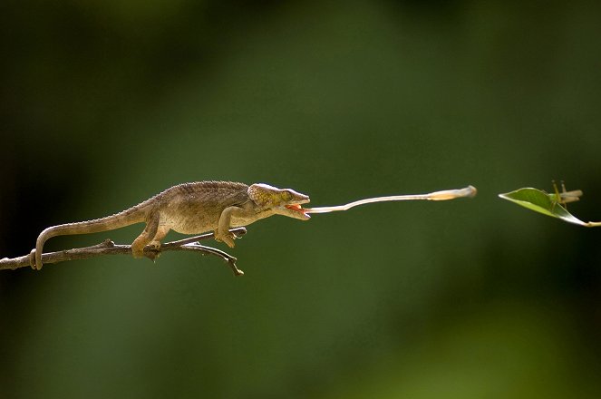 Faszinierende Wildnis - Reptilien und Amphibien - Filmfotos