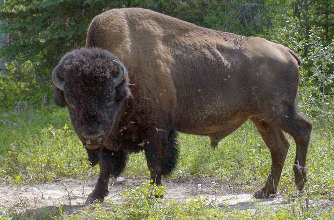 Kanadas Nationalparks - Wood Buffalo - Z filmu