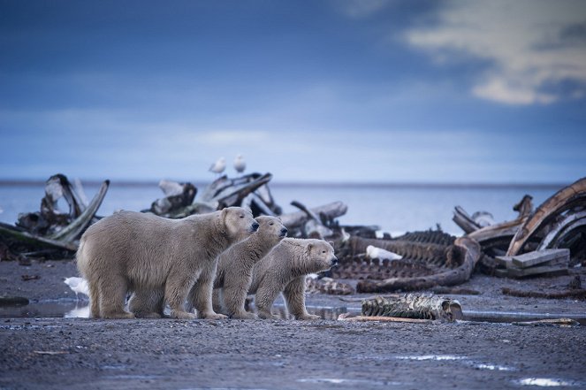 Alaska - Im Land der Bären - Winter - Filmfotos