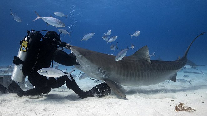 Man vs. Shark - Photos