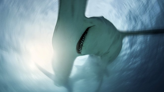 Člověk proti žralokům - Z filmu
