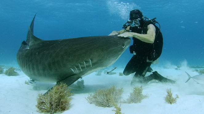 Man vs. Shark - Film