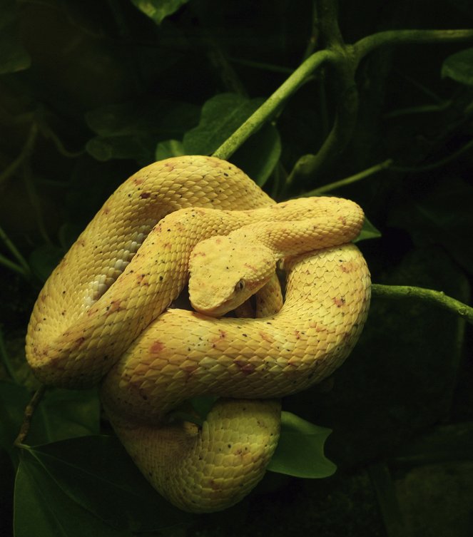 World's Deadliest: Super Snakes - Photos