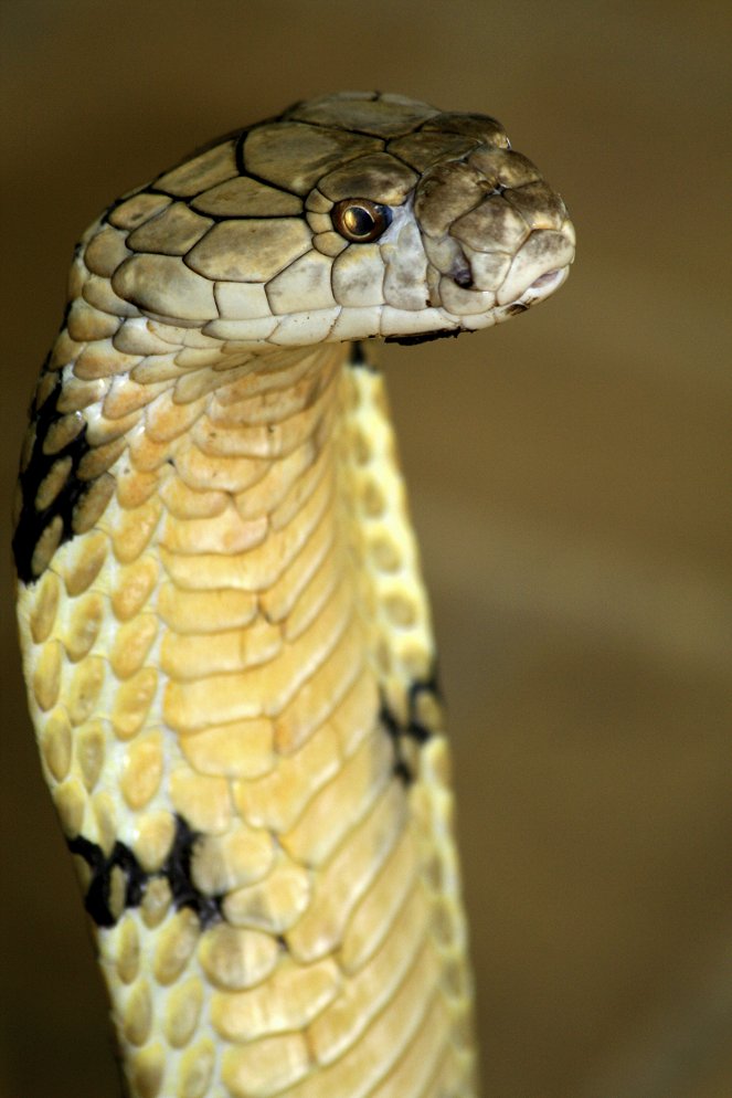 World's Deadliest: Super Snakes - Van film
