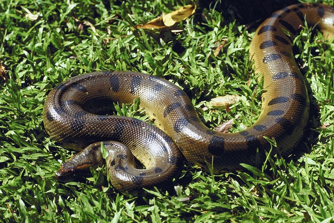 World's Deadliest: Super Snakes - Van film