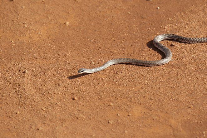 Halálos természet: Szuperkígyók - Filmfotók