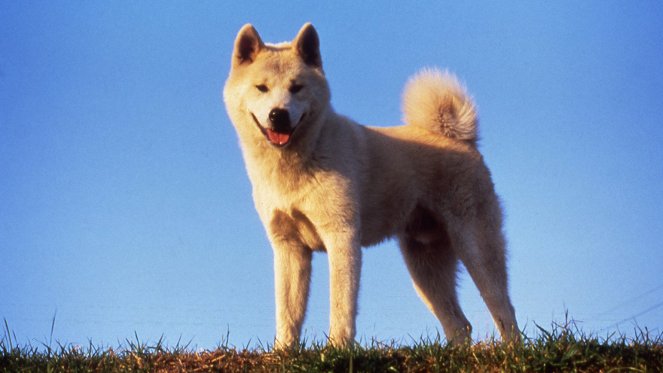 Hachi-ko: Ein Hundeleben - Filmfotos