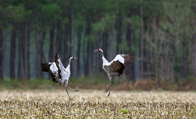 Abenteuer Erde: Wildes Frankreich - Filmfotos