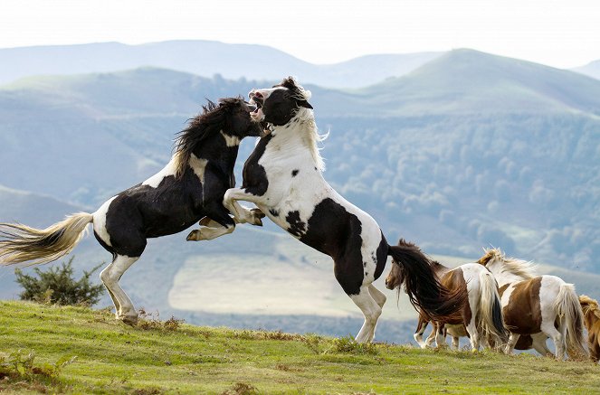 Wild France - Photos