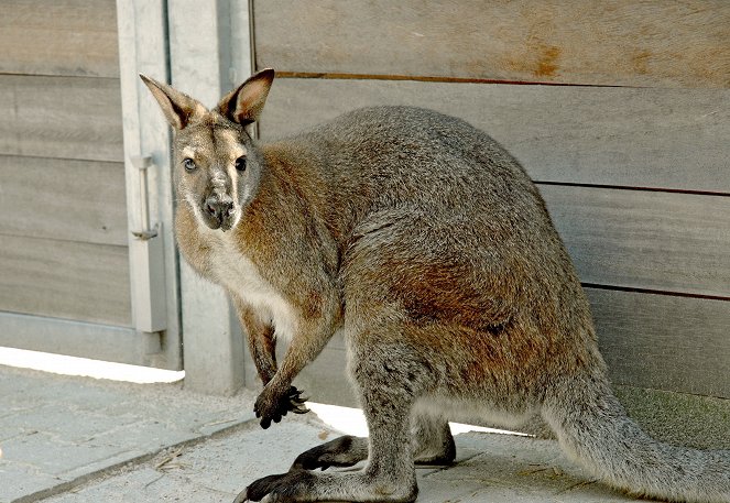 Tierärztin Dr. Mertens - Das boxende Känguru - Filmfotos