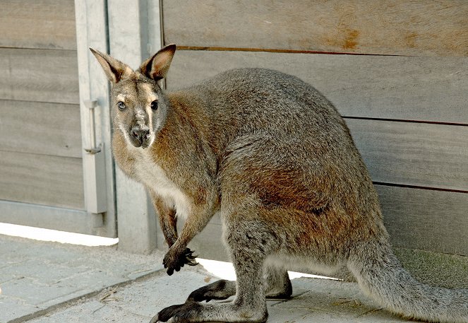 Tierärztin Dr. Mertens - Das boxende Känguru - Kuvat elokuvasta