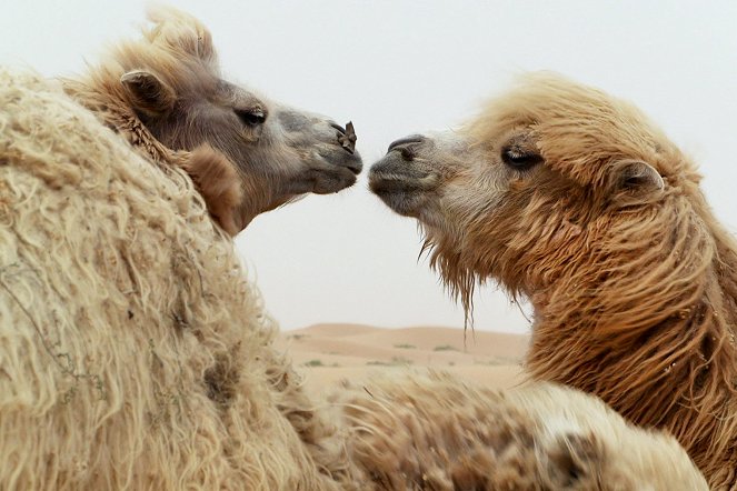 Das Comeback der Kamele - Filmfotos
