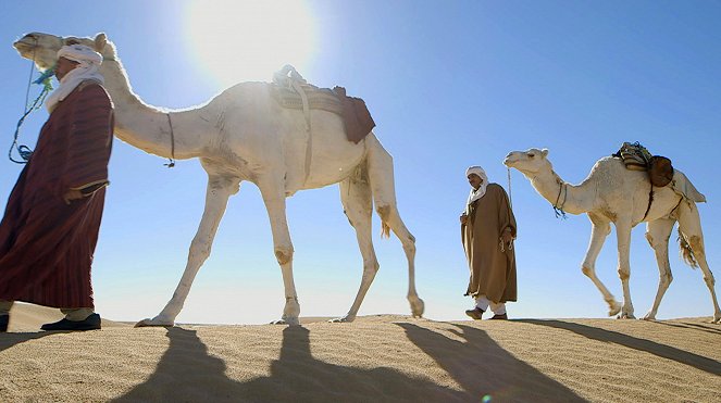 Le Retour des Camélidés - Photos