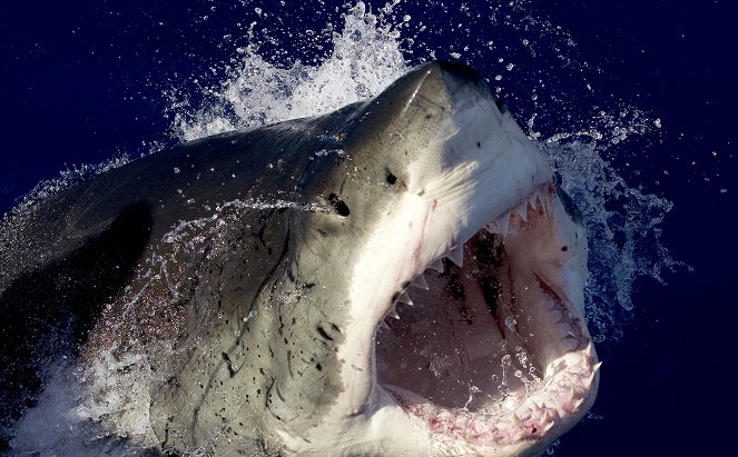 Great White Shark Serial Killer Lives - De la película