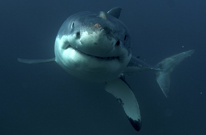 Great White Shark Serial Killer Lives - Film