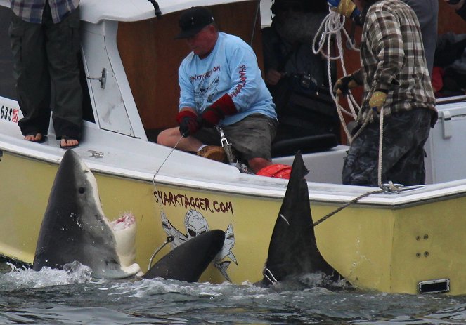 Great White Shark Serial Killer Lives - De la película